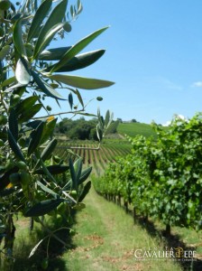 Tenuta Cavalier Pepe